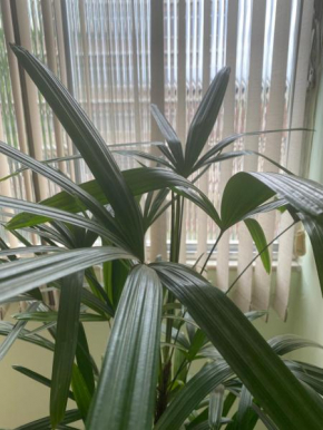 APARTAMENTO INTEIRO